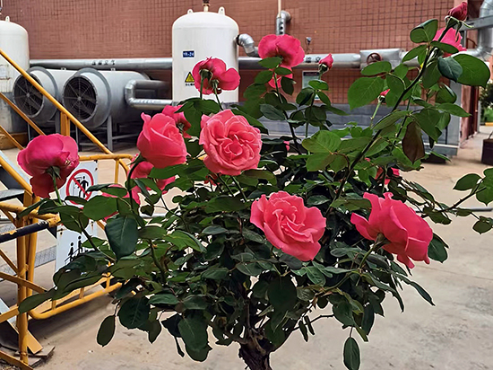 月季花開，芳香滿園惹人醉